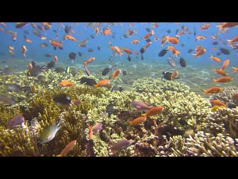 Indonesien 2011 - Komodo Flores, Komodo Nationalpark,Indonesien