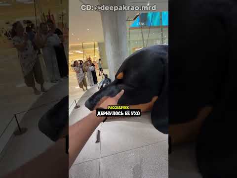 Торговый центр который никто не мог ограбить из за этой собаки 🐕