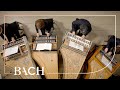 Bach - First movement from Concerto in A minor BWV 1065 | Netherlands Bach Society