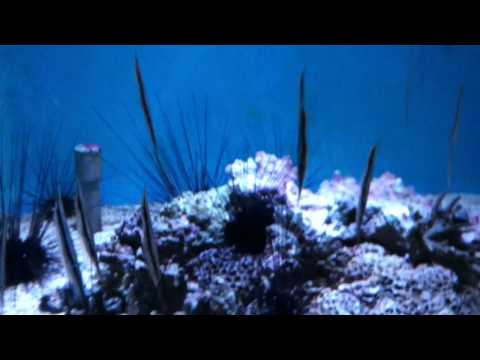会計学科 ユーチューブyoutube.comが名古屋港水族館になった！感動のイルカや魚たち！税理士木村勝則の独り言！経営革新等支援機関近畿財務経済産業局認定木村勝則税理士事務所滋賀県高島市安曇川町