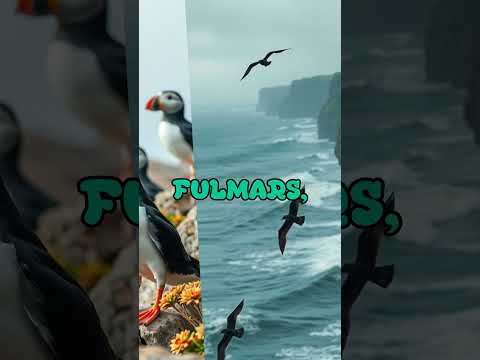 Nólsoy - Faroe Islands' Wild Cliffside Sanctuary ⛰️🐦