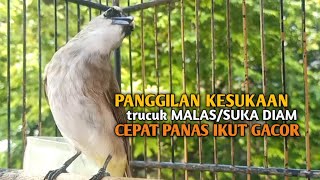 Download lagu Trucuk BETINA memanggil Jantan Suara Birahi Ngecuplik 100% pancingan trucukan gacor agar BUNYI EMOSI mp3