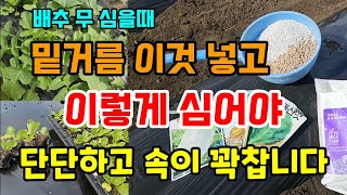 김장배추 무 심는시기 밑거름 이것넣고 이렇게 심어야 무르지 않고 속이 꽉차고 단단해집니다 #김장배추심는시기 …