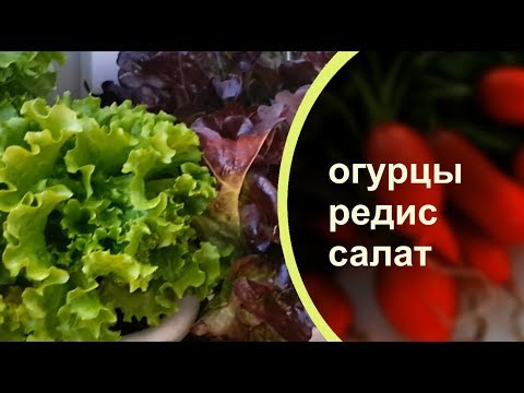 Конец мая. Огород на застекленном балконе на солнечной стороне