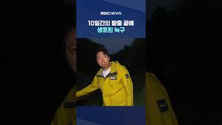 10일간의 탈출 끝에 생포된 늑구‥위에는 2cm 낚싯바늘 #Shorts (MBC뉴스)