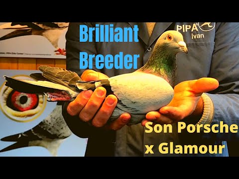 Son Porsche x Glamour | Breeder Pigeon | Pipa Racing Pigeons | Racer Kabutar