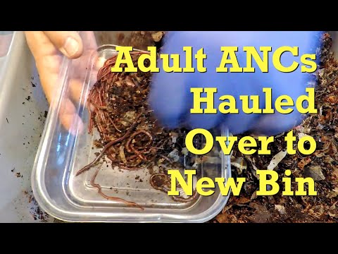 Adult African nightcrawler haul-out - worm farm vermicompost