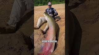 Download lagu The Fish With Built-In Armor: Arapaima (Pirarucu) mp3