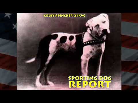COLBY'S PINCHER (24XW) Short Story Of A Legend | American Pit Bull Terrier Founding Father