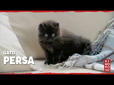 Gato Persa 🐱【Razas de Gatos】😻