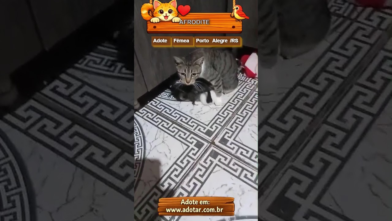 Gato raça SRD-ViraLata idade 7 a 11 meses nome AFRODITE