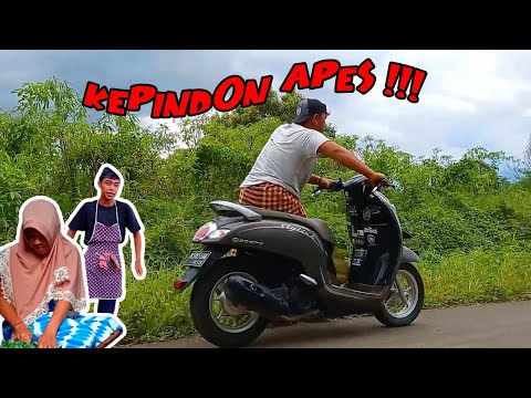 keluarga ruwet eps 1 ll kepindon apes !!!