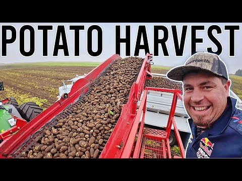 Potato Harvesting in Canada! | USA Trip Part 3