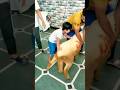 Kids Crying For Qurbani Qurbanistatus Qurban Cryingstatus Kidsvideo Shorts Viral Boss
