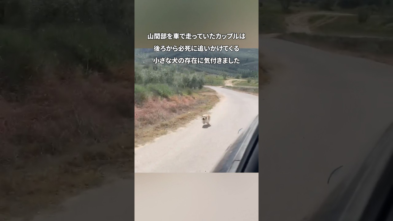助けを求め必死に車を追いかけてきた犬 #動物 #感動 #犬