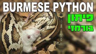 (Python molurus bivittatus) נחש פיתון בורמזי אוכל עכבר חי