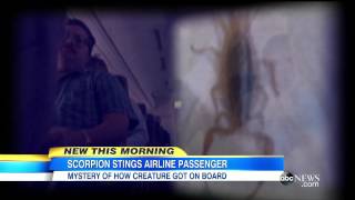 Woman Stung on Plane by Stowaway Scorpion