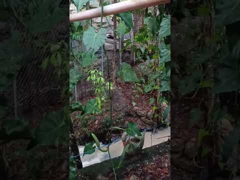 La fuerza de la quebrada Chimés, Lanquín, Alta Verapaz.📹  Delma Mercedes.