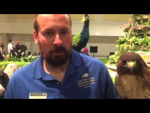 Dakota - Red-Tailed Hawk