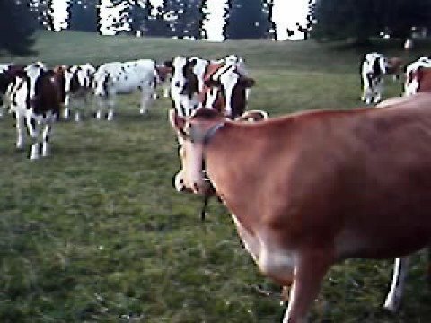 Earzumba singing to cows