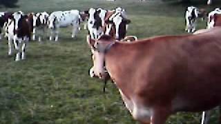 Earzumba singing to cows
