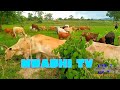 Ng Ombeza Kija Samola Mushabiki Wa Limbulu Msabazaji MWABHI TV 2024