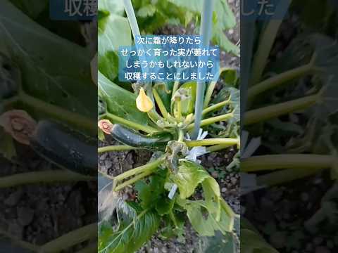 バルコニーの植物ロベリアは魅惑的な青い花を輝かせます