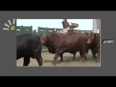 Balance de los remates 2023 en Cabaña "Los Retoños" y situación de la ganadería