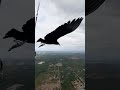 A once in a lifetime experience of a vulture gliding alongside a paraglider. @uru_fly