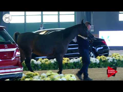 N.43 EGYPTIAN DEA - SEWC 2017 - Mares (Class 3B)