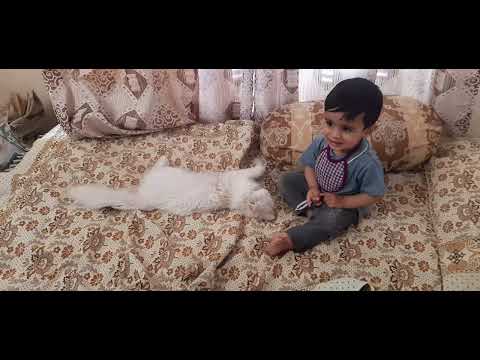 awwab atif with#cats#trndeng #villagelife