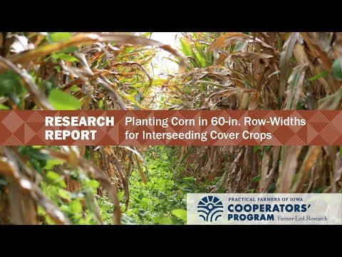 Planting Corn in 60-in. Row-Widths for Interseeding Cover Crops - Farmer-Led Research
