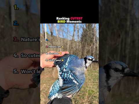 Ranking Cutest Bird Moments