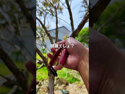 ラズベリーの低木を剪定します。常緑樹です。栄養を与える液体植物を防ぐように注意してください。