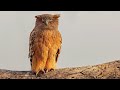 The World's LARGEST and RAREST Owl Species — Blakiston’s Eagle Owl