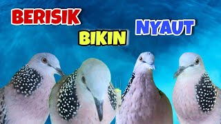 Download lagu Pertama kali‼️suara derkuku jawa gacor suat-sautan bikin nyaut mp3