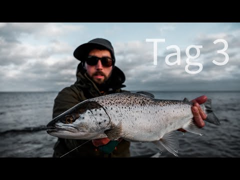 Tag 3 - Meerforellenangeln auf Fünen - Im Flachwasser scheppert's