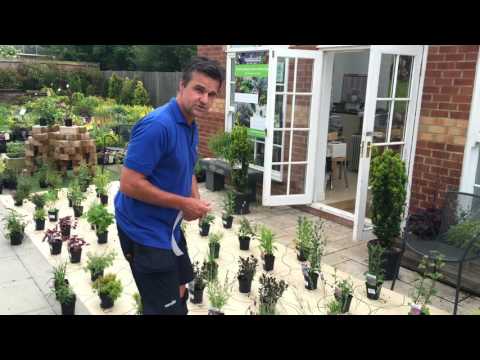 Antony's Bespoke Borders