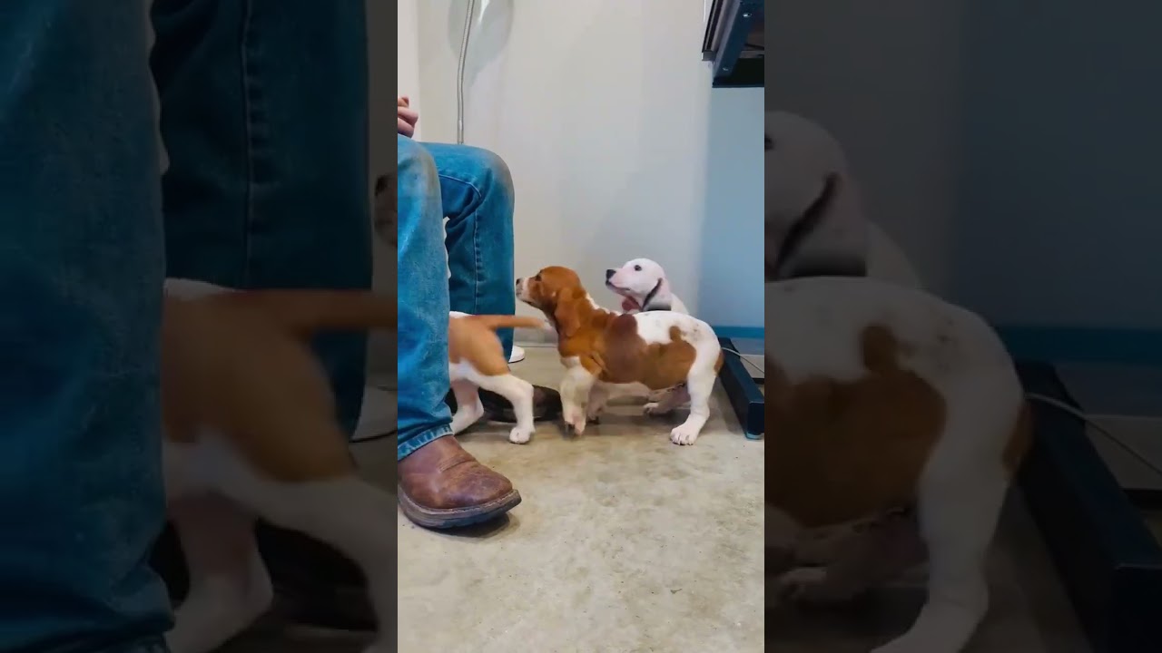 Enlarge June, an adopted mixed breed in Blairstown, NJ video 6/6