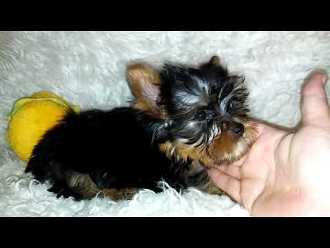 Heidi's CKC registered male Yorkshire Terrier puppy...