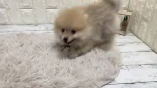 ポメラニアンの動画01
