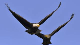 Philadelphia Eagles Fight Song - Fly Eagles Fly!