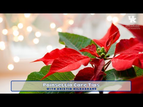 Poinsettia Care Tips