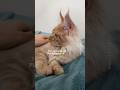🔊Tiny PURRminator grew into Giant PURR and Biscuit Machine 😸💖🐾 #purr #asmr #mainecoonkitten