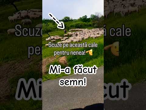 Nu am inteles mesajul! #motorcycle #motovlog #sheeps #sheep