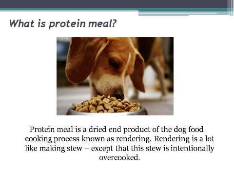 Why do dogs need protein over other nutrients?