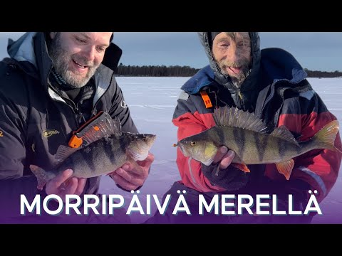 ISOJA AHVENIA morrilla Raippaluodosta - morritekniikat merelle - Ahvenen pilkintä - Kalastus