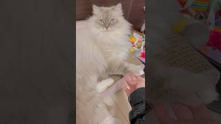 僕ちんの目標はヒョードルだぞ