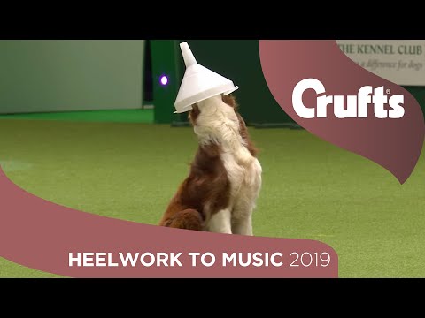 Freestyle International Heelwork to Music - Part 1 | Crufts 2019