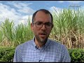 Sugarcane: Recomendaciones para el manejo del salivazo